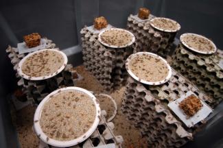 View inside a breeding box of young crickets that are being raised in France exclusively for human consumption.