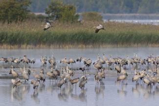 A flock of migratory cranes in a national park on Germany’s Baltic coast. 