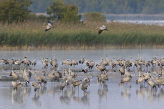 picture-alliance/imageBROKER/alimdi/Arterra A flock of migratory cranes in a national park on Germany’s Baltic coast.