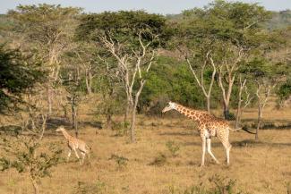 Giraffen im Lake Mburo National Park, der in Ugandas Cattle Corridor liegt.
