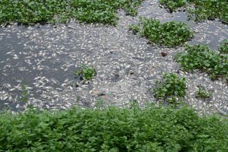 Tausende tote Fische treiben im Hatirjheel-See in Dhaka, Bangladesch.