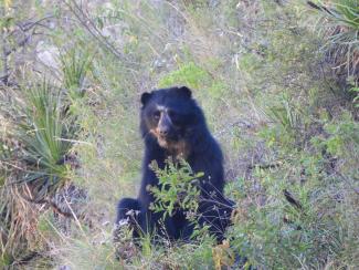 This spectacled bear recently appeared near a settlement. 
