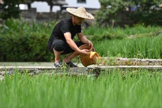Farmer releases fish into a rice field in Qingtian County, China.