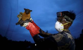 picture-alliance/REUTERS/Mohammad Ponir Hossain In South Asia, bats transmit the Nipah virus.