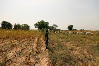 picture-alliance/REUTERS/AFOLABI SOTUNDE Farmers and nomadic herders need the same land: herd grazing between fields in Niger State in 2018.