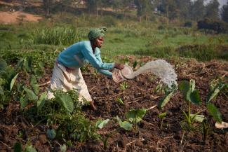 Farmer watering her plants in Rwanda.