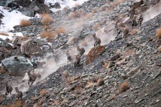 Himalayan blue sheep herd hunted by snow leopard in Rumbak valley, India.