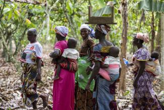 picture-alliance/dpa/Christophe Gateau Female workers harvesting cocoa on a plantation in Côte d’Ivoire.