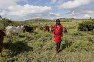 Their herds are an integral part of the Maasai identity.