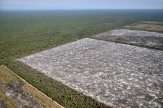 Argentiniens Gran Chaco: aus Forst- wird Plantagenlandschaft.