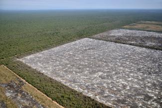 Sheila Mysorekar Argentina’s Gran Chaco: forest is giving way to plantations.