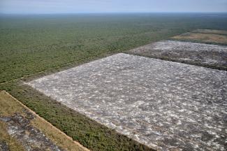 Argentina’s Gran Chaco: forest is giving way to plantations.