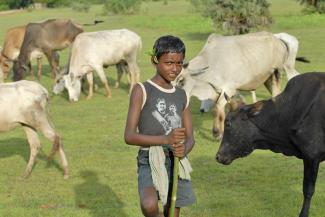 Santal herder in eastern India.