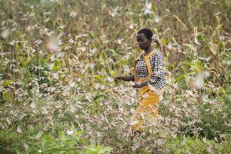 Locusts on a Kenyan farm in January 2020.