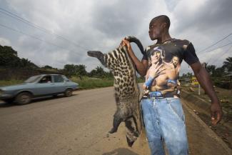 Cyril Ruoso/Lineair Wildlife may be infectious – a man wants to sell a poached civet cat.