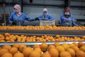 Export in Zeiten von Corona: Arbeiterinnen mit Atemschutzmasken in Ägypten bereiten Orangen für den Export nach Europa vor.