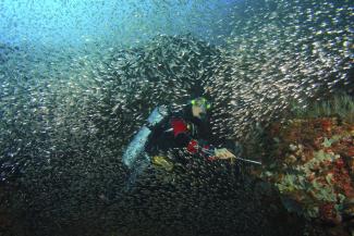 Biodiversity is globally in danger: diver near the Island Mindoro, Philippines.