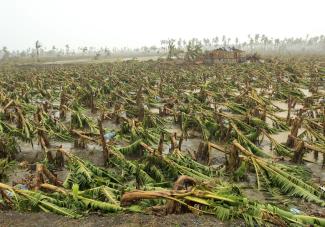 Malasig/picture-alliance/dpa While diplomats discussed climate matters in Qatar’s capital, Typhoon Bopha hit the Philippines. According to media reports, more than 700 people were killed: a banana plantation after the storm.