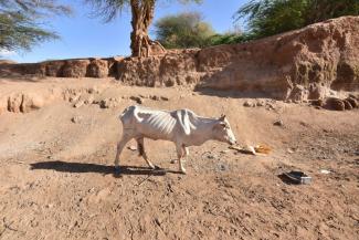 Wenn ihre Tiere sterben, verlieren die Menschen die Hoffnung: Bulle an der somalisch-äthiopischen Grenze im März 2017.