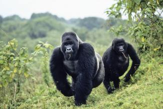 Im Virunga-Nationalpark leben die vom Aussterben bedrohten Berggorillas.