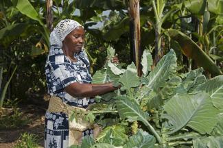 Ugandan vegetable framer: women do most of agricultural work in Africa.