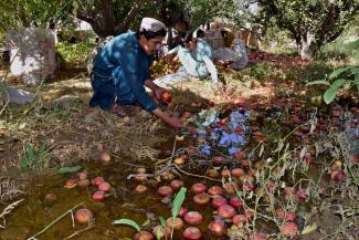 Collecting damaged apples in an orchard near Quetta, Pakistan.