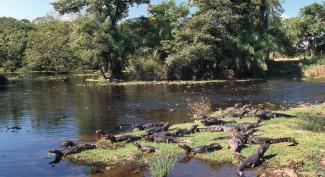 Das Pantanal beherbergt eine große Artenvielfalt, unter anderem den Paraguay-Kaiman.