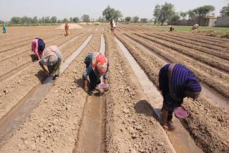 picture alliance / Xinhua News Agency / Stringer Sowing cotton in a field in Punjab.