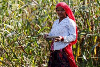 Farmer harvesting millets in Rajasthan.