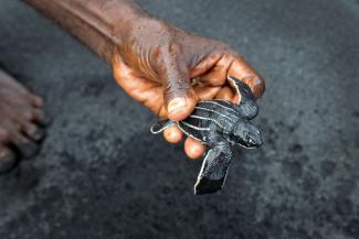 Der Blue Action Fund unterstützt die Überwachung von gefährdeten Schildkröten auf den Salomon-Inseln im Südpazifik.