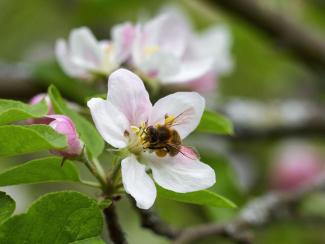 Pollinators can no longer be taken for granted: bee in an apple blossom.