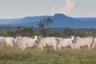 Ron Giling/Lineair In Brazil, rain forest has been destroyed to create grazing grounds.