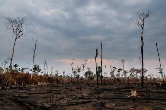 Brasiliens Präsident interessiert sich nicht für eine wissenschaftlich akkurate Bestandsaufnahmen der Forstschäden.
