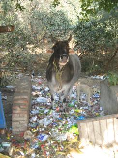 Dembowski Waste management is a challenge in many Asian cities, including New Delhi: animals feeding on garbage.