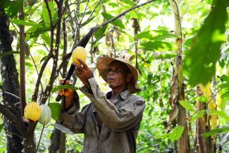 Cocoa cultivation in Ghana.