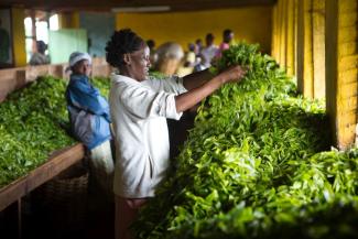 Viele Afrikaner finden Jobs in der Landwirtschaft nicht attraktiv: Teeproduktion in Kenia.