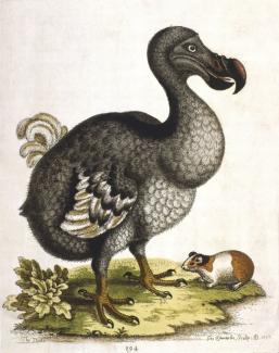 The extinct dodo is the national animal of Mauritius and a symbol of a lost paradise.