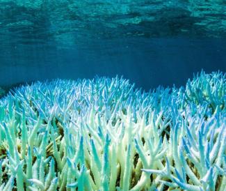 Peter Mumby/James Cook University/dpa Coral bleach at the Great Barrier Reef in Australia.
