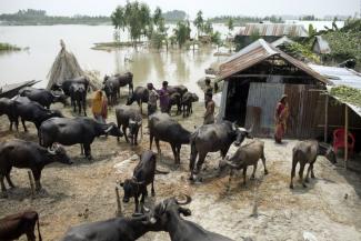Ahead of this year’s floods in Bangladesh, the German Red Cross distributed cash, so affected people could bring themselves and their cattle to safety.