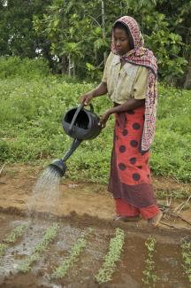 Tanzanian farmer Noorani / Lineair