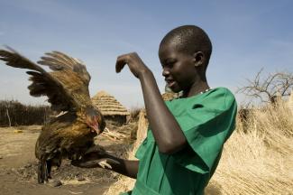 Chickens are protagonist Chinonso’s best friends.