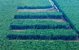 Deforestation of the rainforest for palm oil plantations in Sumatra.