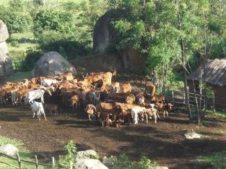 The carbon footprint of meat is very high: cattle in Tanzania.