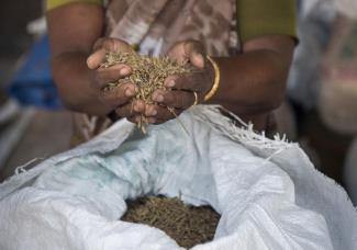 Öffentlich-private Partnerschaften können Kleinbauern schaden: Frau mit Reissaatgut in Kerala, Indien.