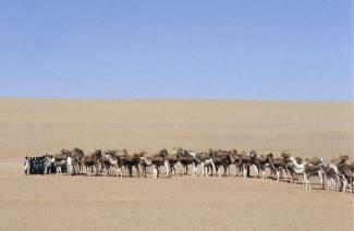 Auf alten Handelswegen schmuggeln auch Kriminelle allerlei Waren oder Menschen: Salz-Karawane in der Nähe von Agadez  in Niger.