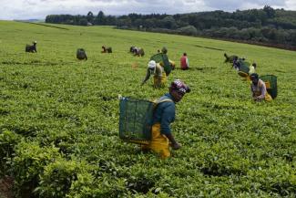 Durch Gespräche mit Unternehmen können NGOs Arbeitsverbesserungen erreichen: Tee-Plantage des Unilever-Konzerns in Kenia.