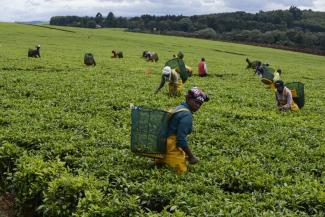 Böthling/Photography By talking to companies, NGOs can achieve improvements in working conditions: A tea plantation owned by the Unilever Group in Kenya.