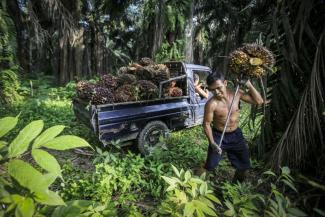 Arbeiter bei der Ernte von Palmfrüchten in Indonesien.