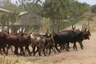 Ostafrika produziert selbst Milch und Fleisch und erhebt hohe Zölle auf ausländische Produkte. Rinder in Ruanda.