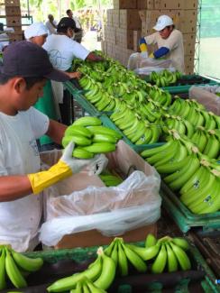 Visiting a banana plantation in Peru during a sourcing mission.